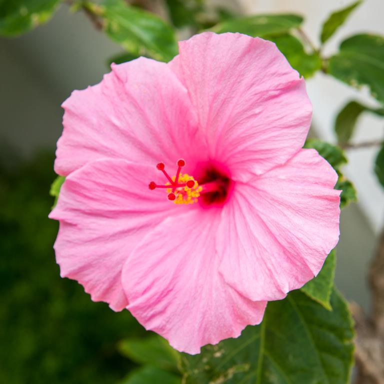 Shore Haven Resort Inn Lauderdale-by-the-Sea Esterno foto